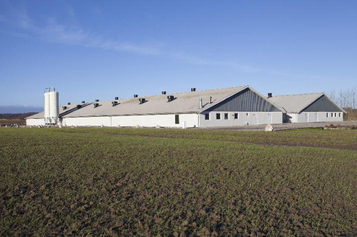 Why_HEADSTREAM_PUF_Sandwich_Roof_Panels_Are_Ideal_for_Poultry_Farms.jpg Why_HEADSTREAM_PUF_Sandwich_Roof_Panels_Are_Ideal_for_Poultry_Farms.jpg